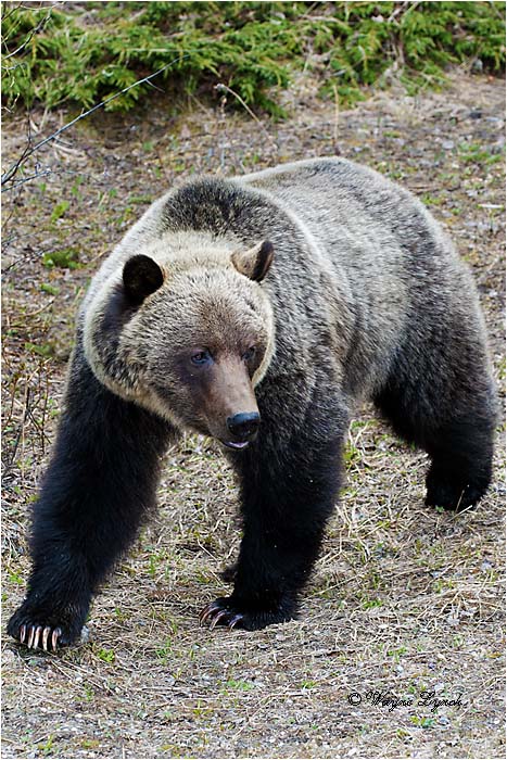 Mountain Grizzly Bear 111B by Dr. Wayne Lynch &copy;